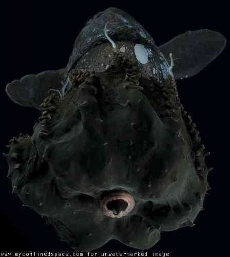 vampire_squid_2.JPG (157 KB)