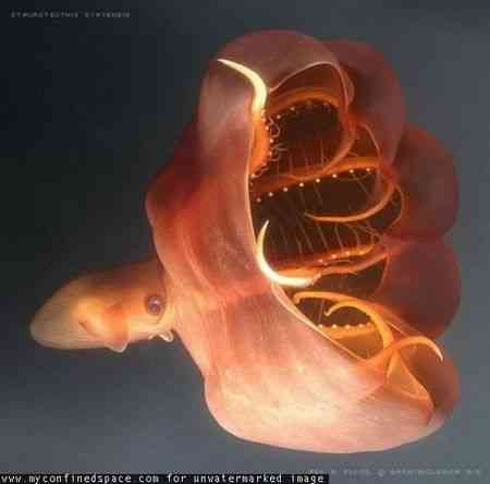 vampire_squid_4.JPG (81 KB)