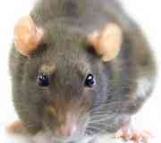 rata