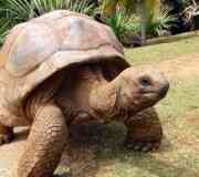 tortuga