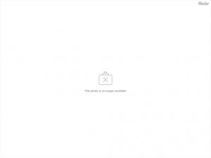 172186059 45222d6037 o