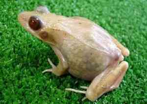 translucent frog