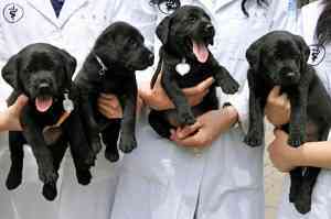 perros