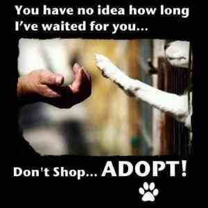imagesdont shop adopt small