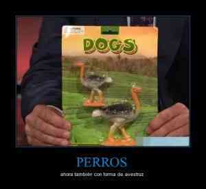 CR 422762 perros