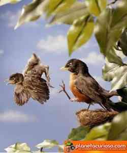 aprendiendo volar pajarito