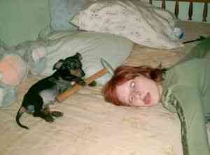 killer dog