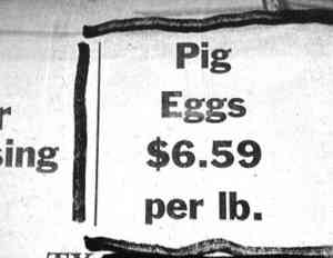 imagespig eggs