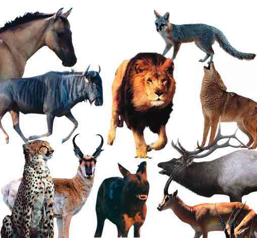 Animales curiosidades 74