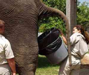 heces elefante