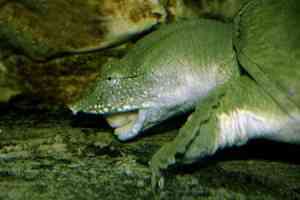 Pelodiscus sinensis