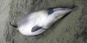 ballena picuda