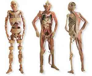 cuerpo humano