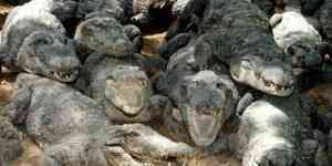 sudafrica cocodrilos