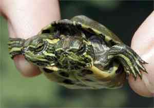 tortuga dos cabezas1