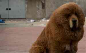 Zoológico perros leones1